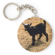 Young Pigmy Goat Key Chain