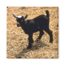 Young Pigmy Goat Fridge Magnet