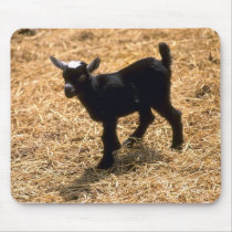 Young Pigmy Goat Mouse Pad