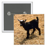 Young Pigmy Goat Pinback Buttons