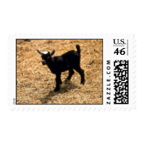 Young Pigmy Goat Stamps