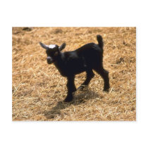 Young Pigmy Goat Post Card