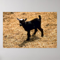 Young Pigmy Goat Print
