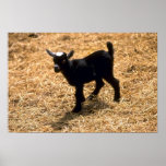 Young Pigmy Goat Print