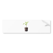 Young plant