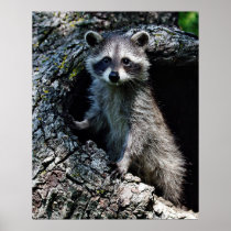Young Raccoon Poster