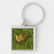 Young Red Fox coming out from hiding in bushes Keychain