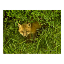 Young Red Fox coming out from hiding in bushes Post Cards
