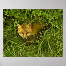 Young Red Fox coming out from hiding in bushes Posters