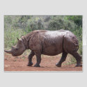 Young Rhino cards by spuga2000 Young Rhino cards