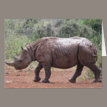 Young Rhino cards