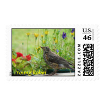 Young Robin Postage Stamp
