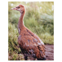 Young Sandhill Crane flyers