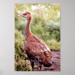 Young Sandhill Crane Posters