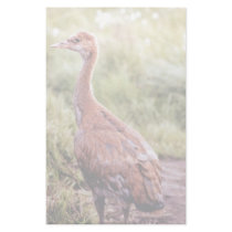 Young Sandhill Crane stationery