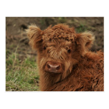 Young Scottish Highlander Postcards