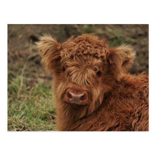 Young Scottish Highlander Postcards