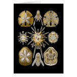Young Sea Urchins Greeting Cards