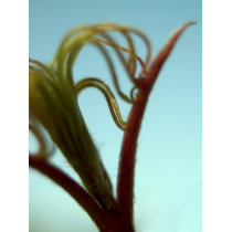 Young Shoots