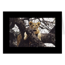 Young Simba cards
