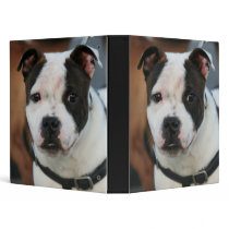 Young Staffordshire Bull Terrier binder