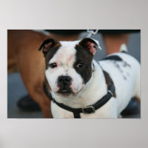 Young Staffordshire Bull Terrier Poster