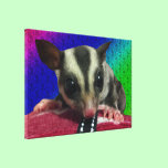 Young Sugar Glider Canvas canvas prints