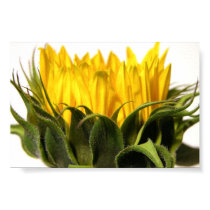 Young Sunflower posters by mlane53 Young Sunflower posters