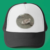 Young Swan ~ hat hats