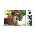 Young Tiger Postage Stamp