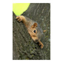 Young Tree Squirrel Resting posters by mandj98 Young Tree Squirrel Resting posters