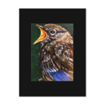 Young Voice (baby Robin) ACEO Art Trading Card Post Card