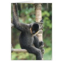 Young White Cheeked Capuchin Monkey Greeting Cards
