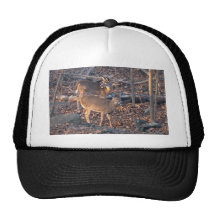 Young Whitetail Deer Series Mesh Hat