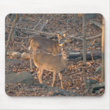 Young Whitetail Deer Series Mouse Pad