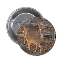 Young Whitetail Deer Series Pins