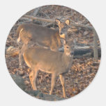 Young Whitetail Deer Series Stickers