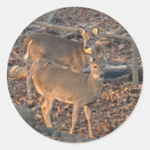 Young Whitetail Deer Series Stickers