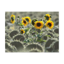 Young Yellow Sunflowers postcards