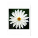 Your a Daisy if You Do posters