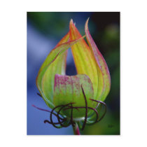 Your Carriage Awaits, JLH Post Card