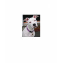 Your Honor Student is Scarier than my Pit Bull t-shirts by gracie111 Your Honor Student is Scarier than my Pit Bull t-shirts