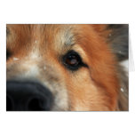 dog, animal, pet, snow, snowflake, flakes, flake,