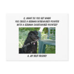 Wirehaired Miniature Pinscher Mix