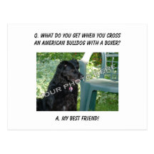 Your Photo Here! Best Friend American Bulldog Mix Postcard