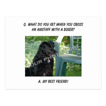 Your Photo Here! My Best Friend AmStaff Mix Post Cards
