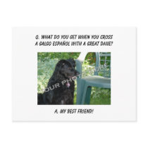 Your Photo Here! My Best Friend Galgo Espanol Mix Postcards