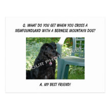 Your Photo Here! My Best Friend Newfoundland Mix Post Cards