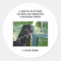 Your Photo Here! My Best Friend Rat Terrier Mix Stickers