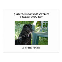 Your Photo Here! My Best Friend Shar-Pei Mix Post Cards
